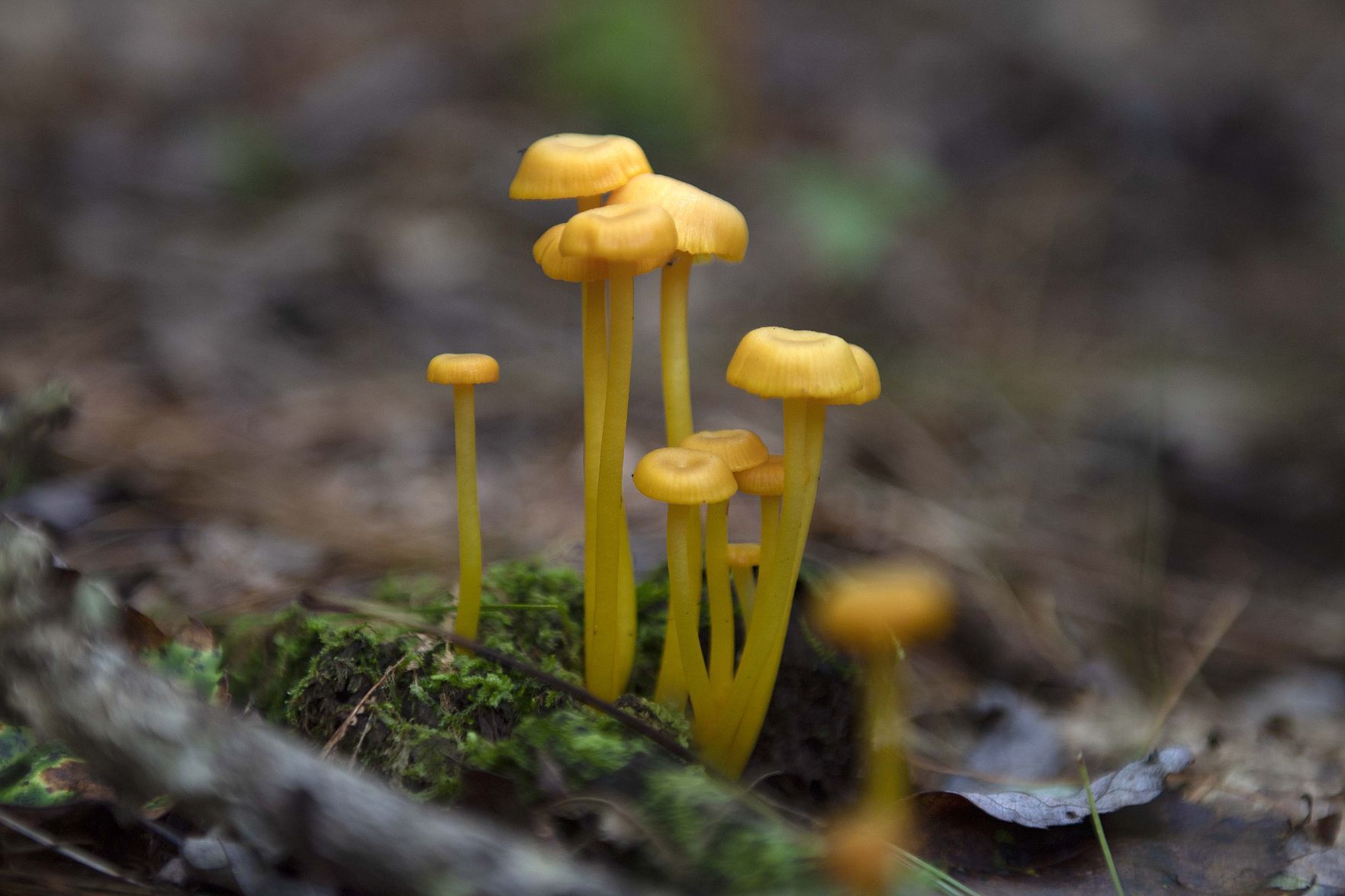 Pennsylvania Mushrooms.7 copy.jpg